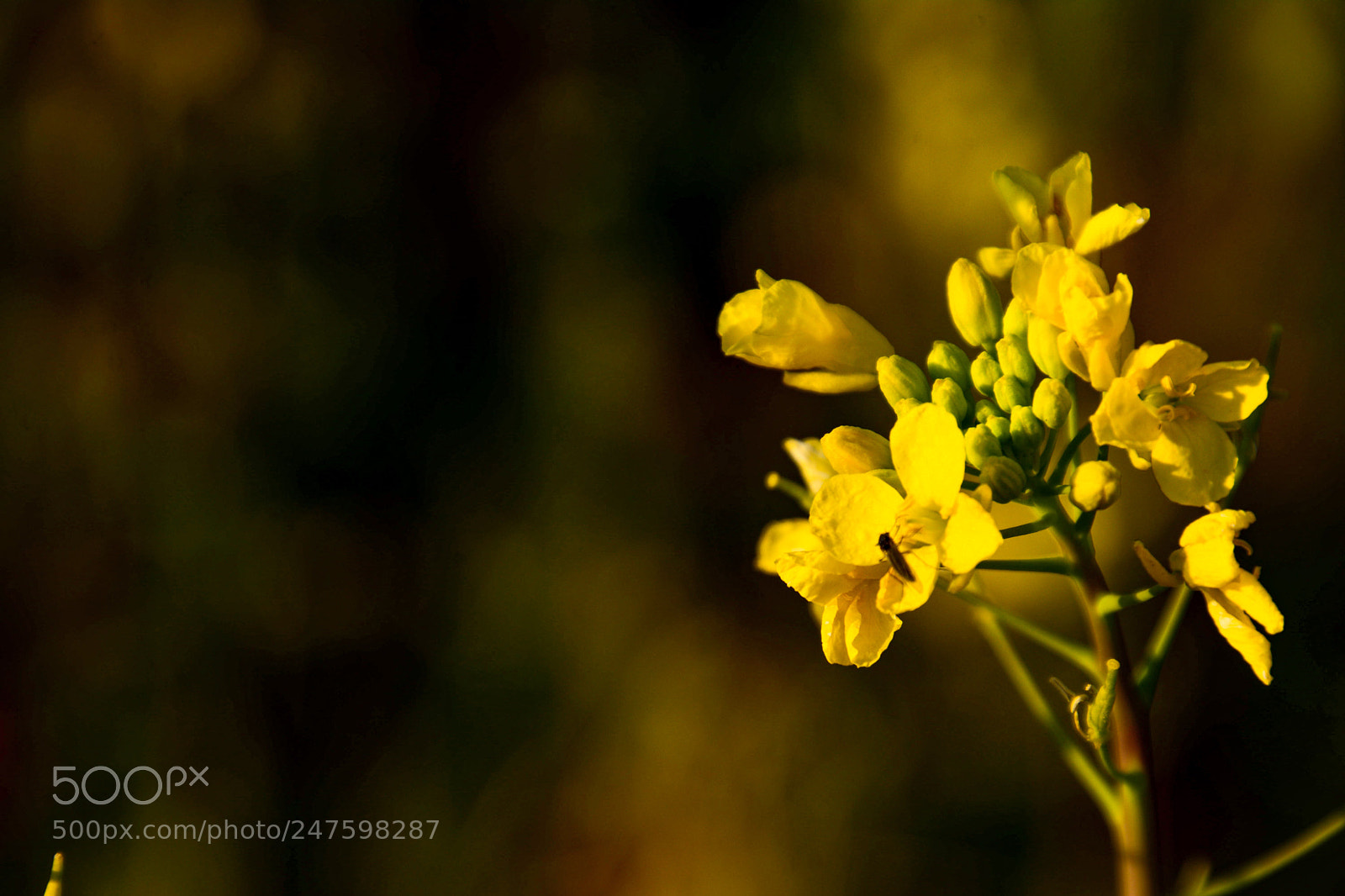 Nikon D7100 sample photo. Spring yellow flowers in photography
