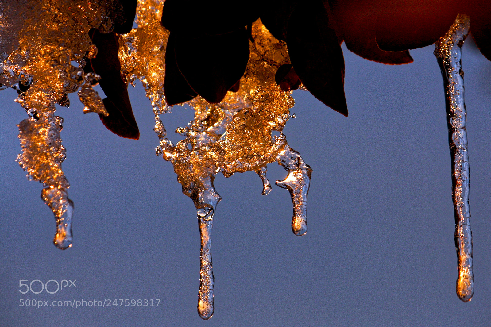 Canon EOS 450D (EOS Rebel XSi / EOS Kiss X2) sample photo. Golden icicles photography