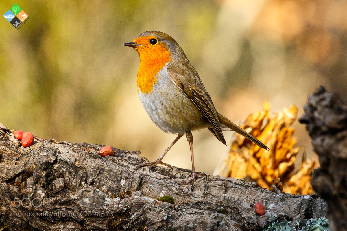 Canon EOS 7D Mark II sample photo. Robin photography