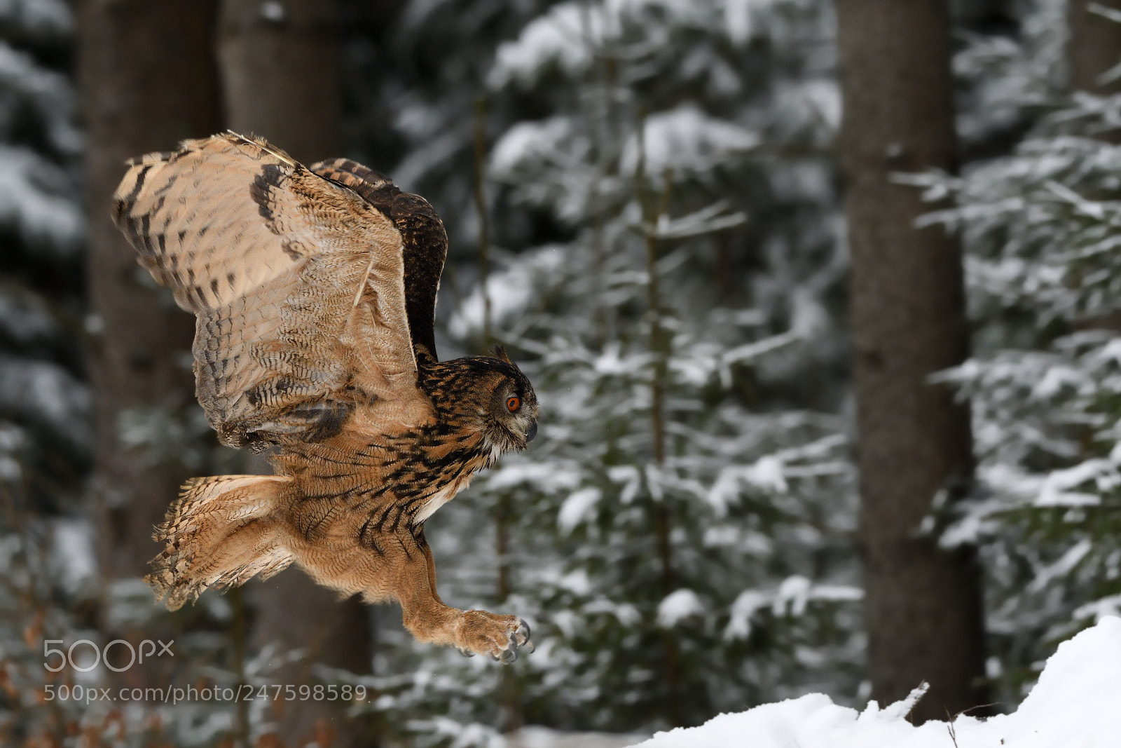 Nikon AF-S Nikkor 200-500mm F5.6E ED VR sample photo. Owl (bubo bubo) photography