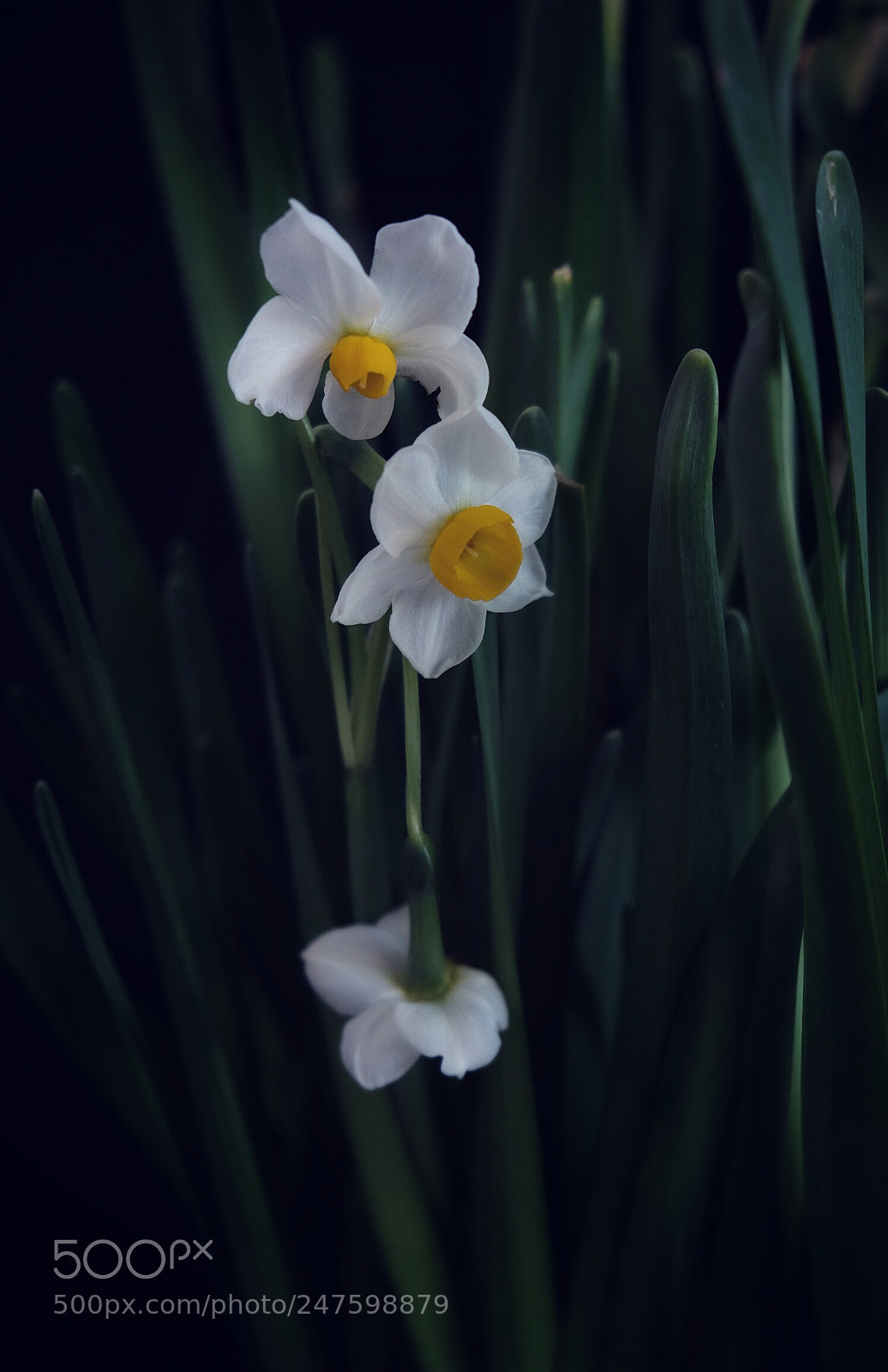 Fujifilm X-T20 sample photo. 水仙 photography
