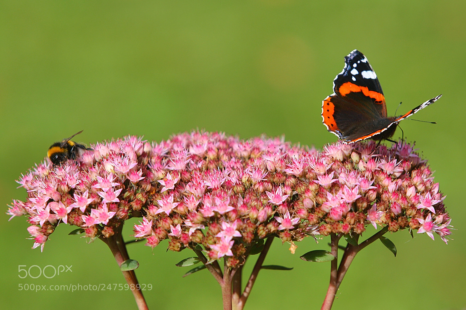 Canon EOS 450D (EOS Rebel XSi / EOS Kiss X2) sample photo. Bee and butterfly on photography