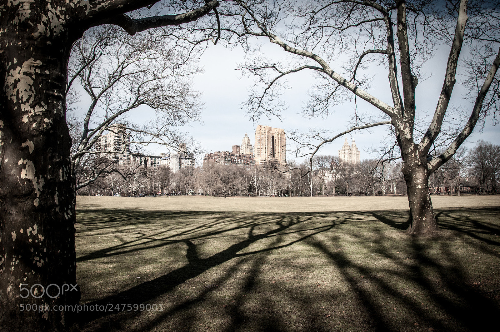 Nikon D90 sample photo. Central park photography