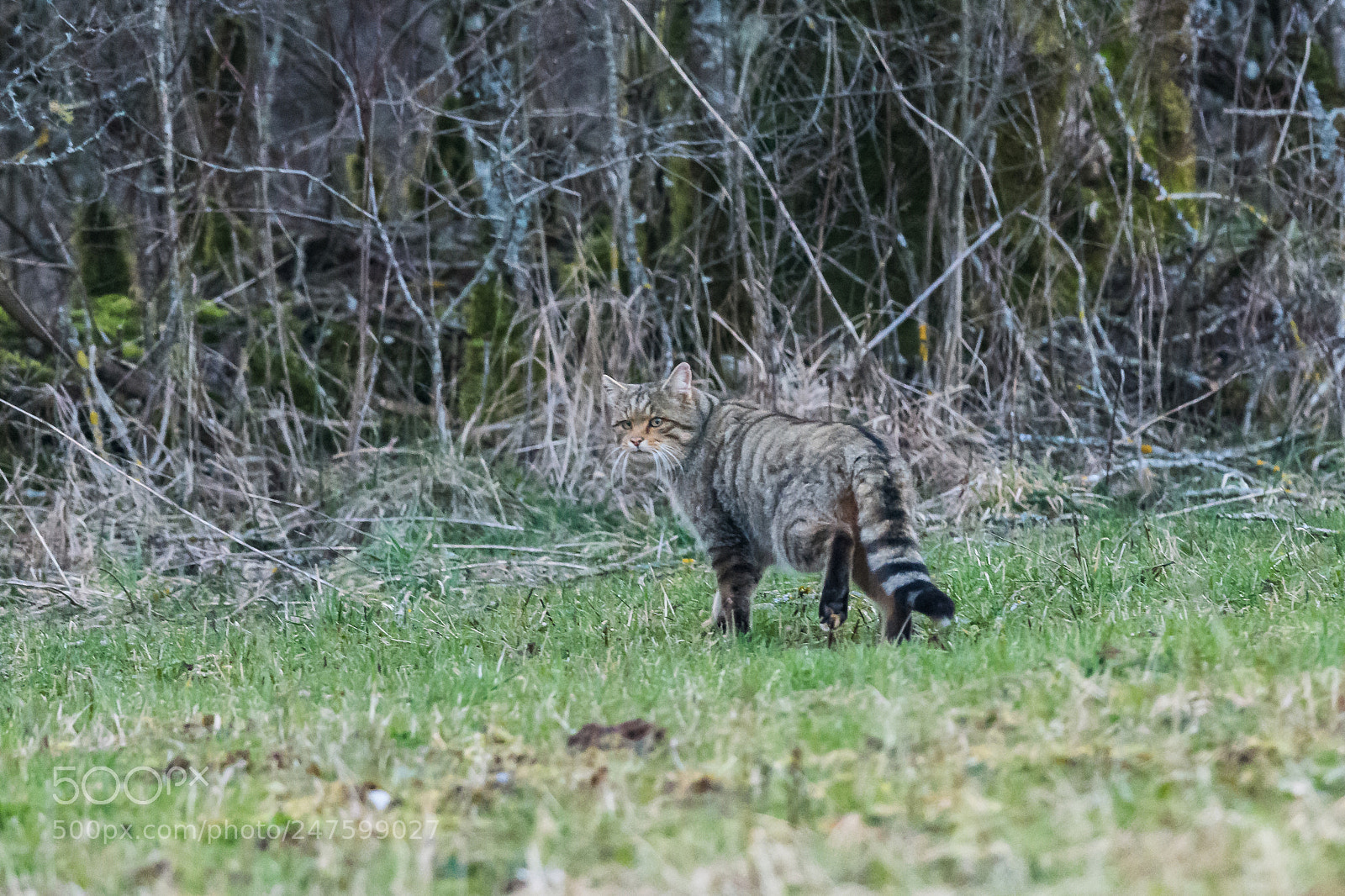Nikon D850 sample photo. Felis silvestris photography
