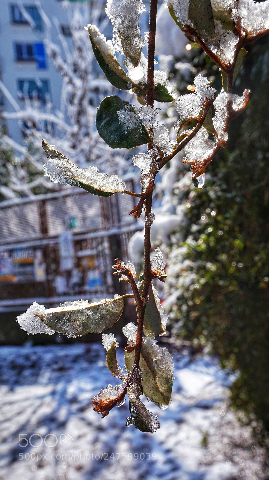 Sony Alpha a5000 (ILCE 5000) sample photo. Tear ice photography