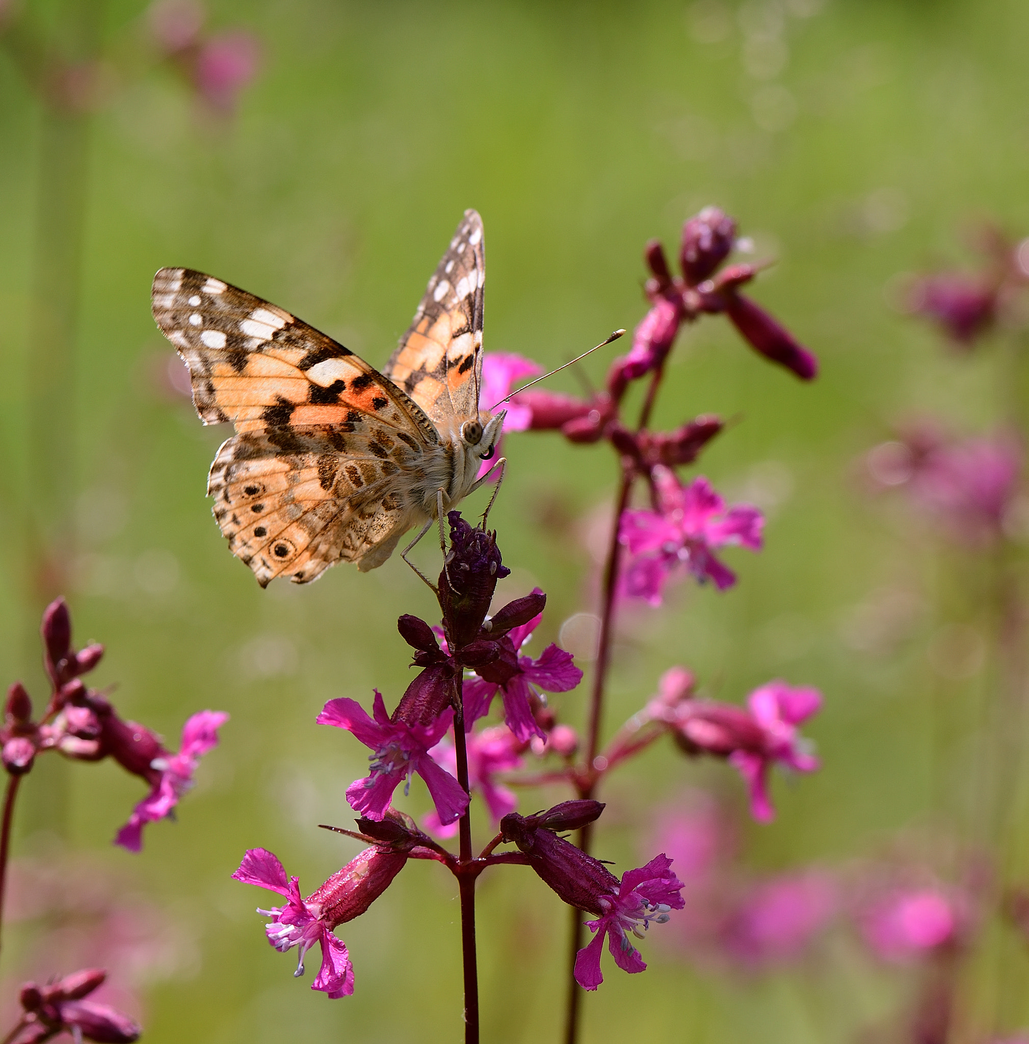 Nikon AF-S Micro-Nikkor 105mm F2.8G IF-ED VR sample photo. Vanessa cardui. Репейница. photography