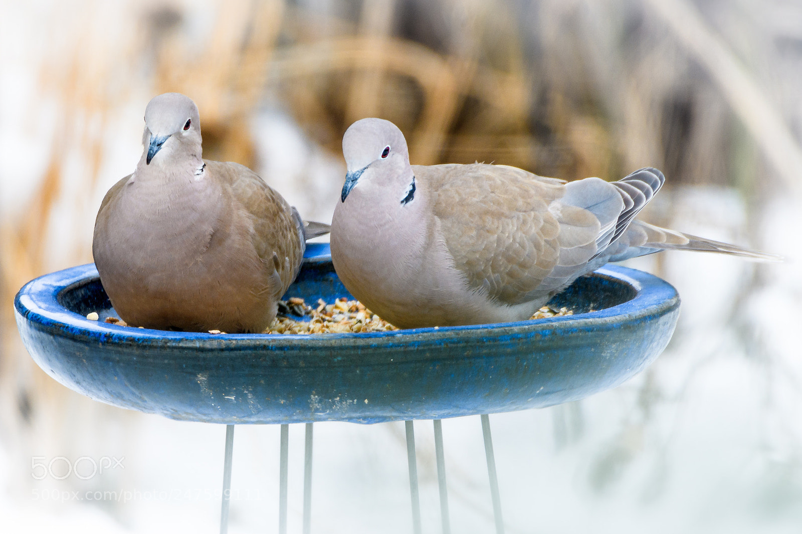 Nikon D500 sample photo. Doves of peace photography