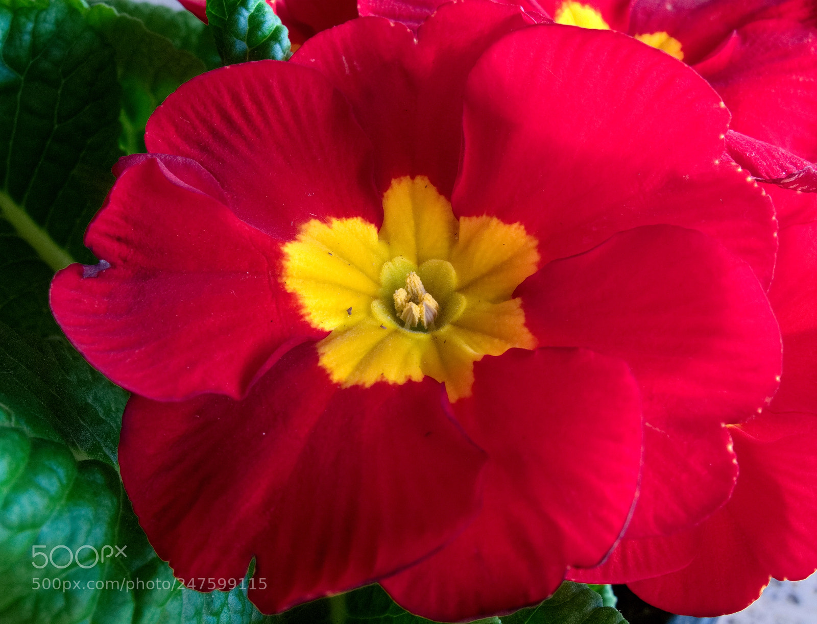 Canon PowerShot G10 sample photo. ...primrose photography