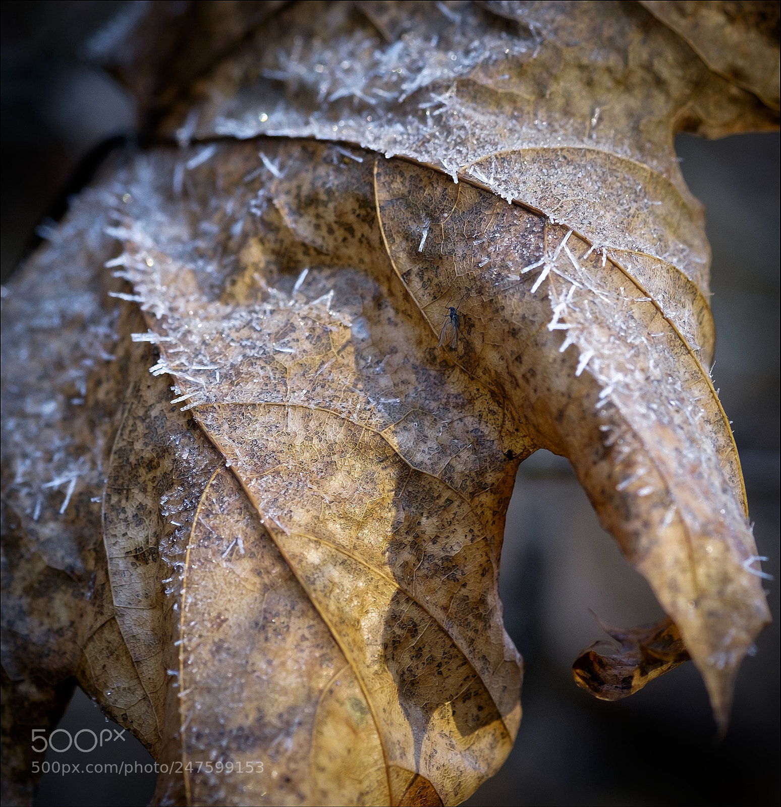 Fujifilm X-T1 sample photo. Hoarfrost photography
