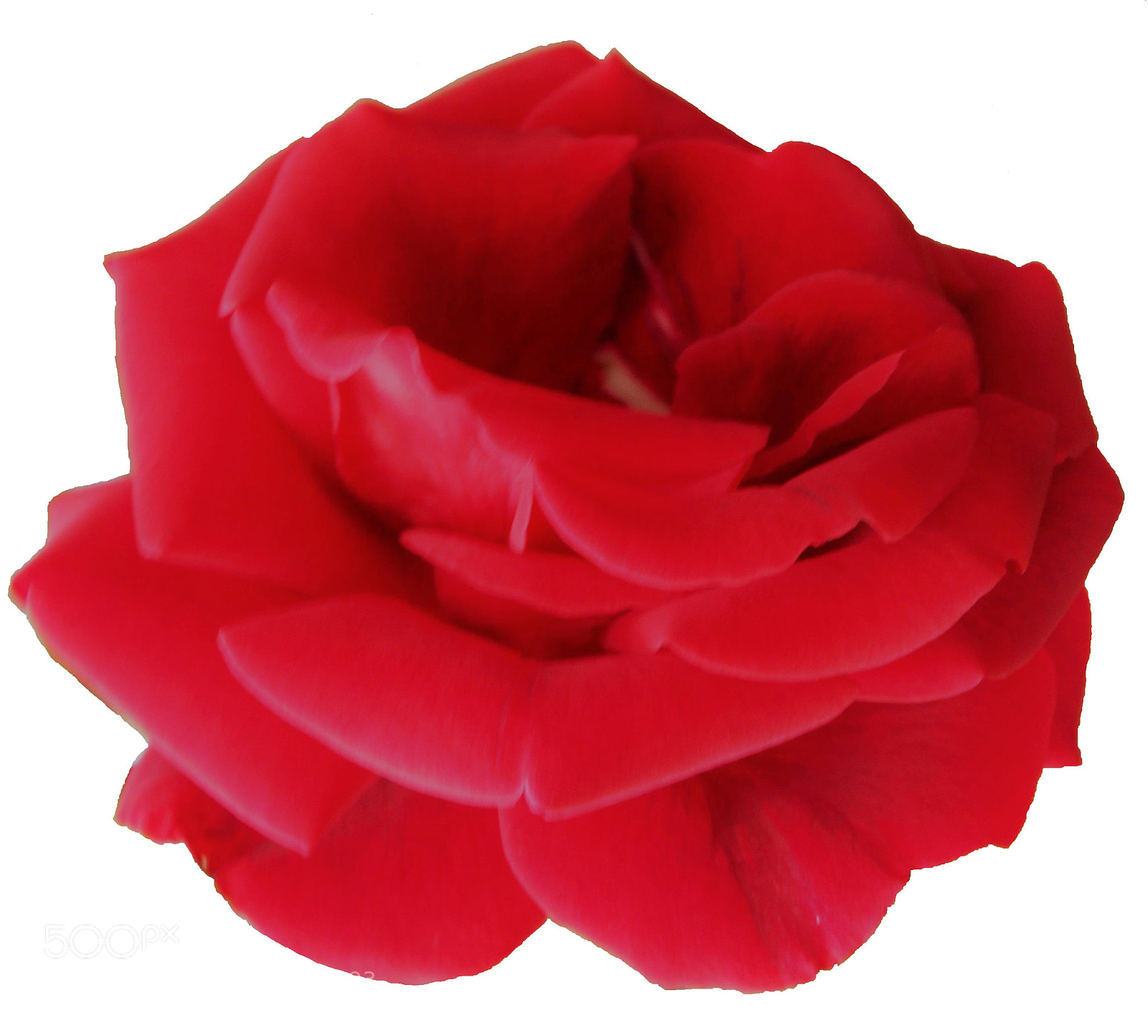 Canon EOS 700D (EOS Rebel T5i / EOS Kiss X7i) sample photo. Rose photography