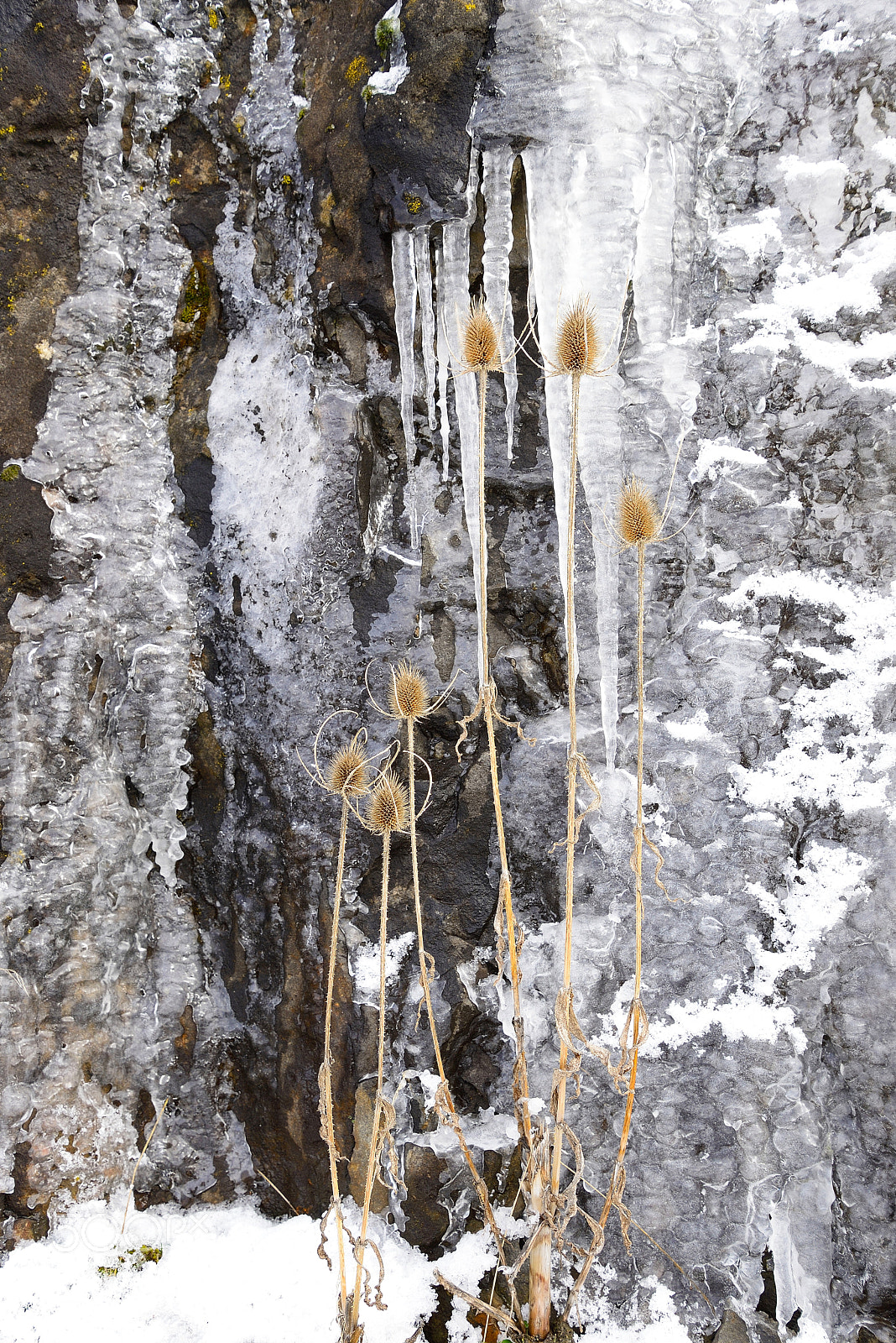Nikon D610 sample photo. Basalt, ice and thistle photography