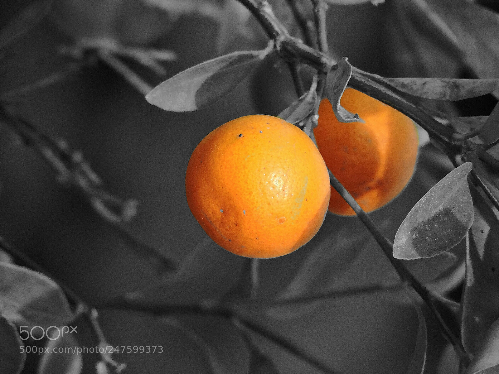 Nikon Coolpix P530 sample photo. Orange splash photography