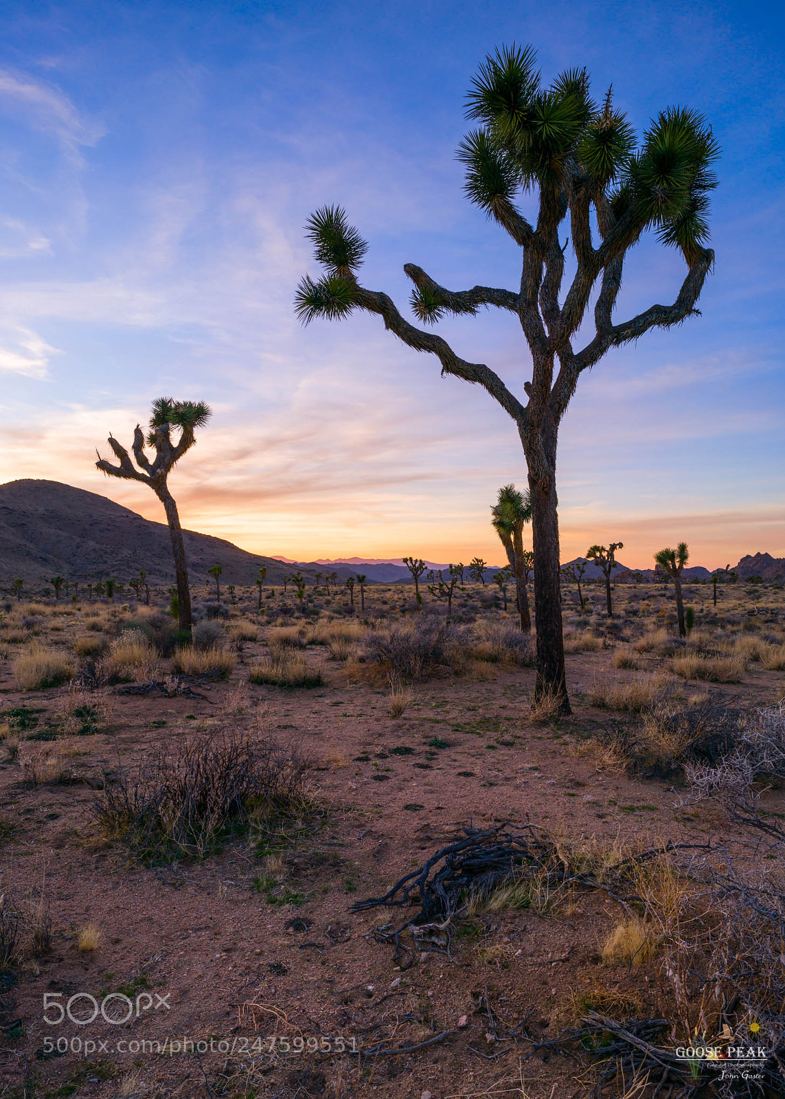 Sony a7R II sample photo. Joshua tree orange sunset photography