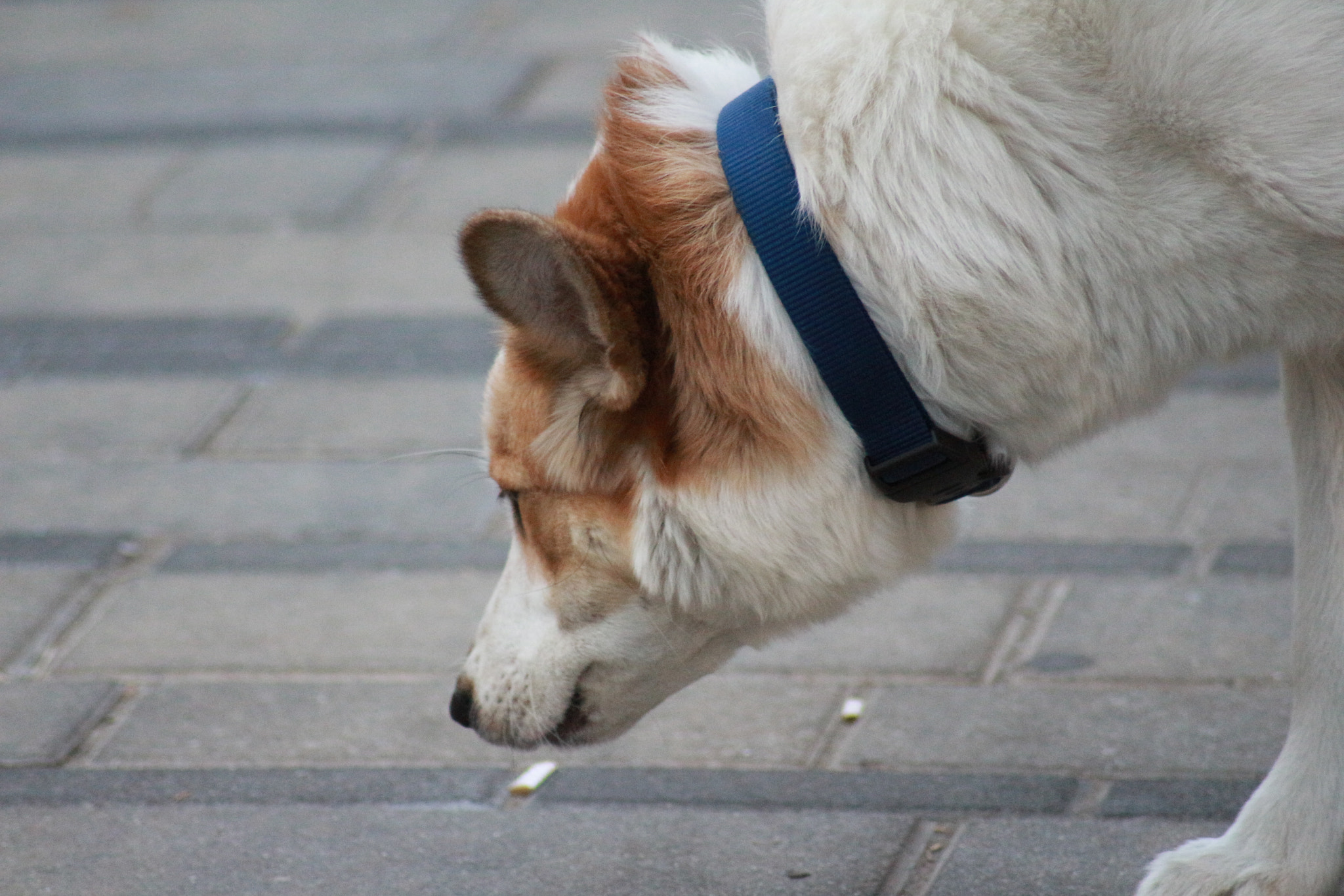 Canon EOS 700D (EOS Rebel T5i / EOS Kiss X7i) sample photo. Looking for the... photography