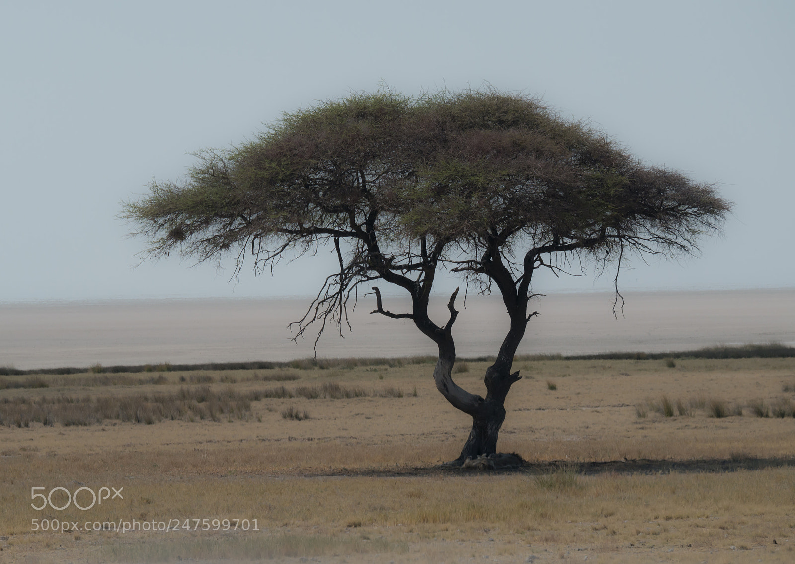 Panasonic DMC-G70 sample photo. Acacia in africa photography