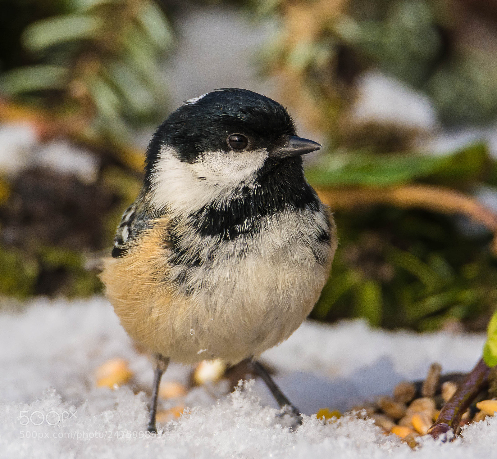 Nikon D7100 sample photo. Cold coal tit. photography