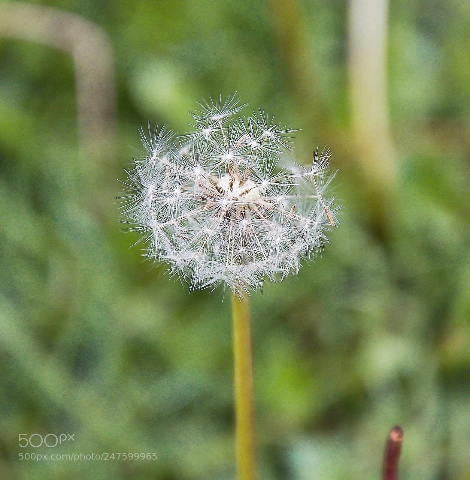 Nikon D90 sample photo. Dandelion photography