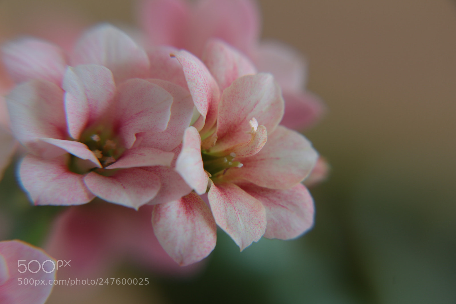 Canon EOS 700D (EOS Rebel T5i / EOS Kiss X7i) sample photo. Flower photography