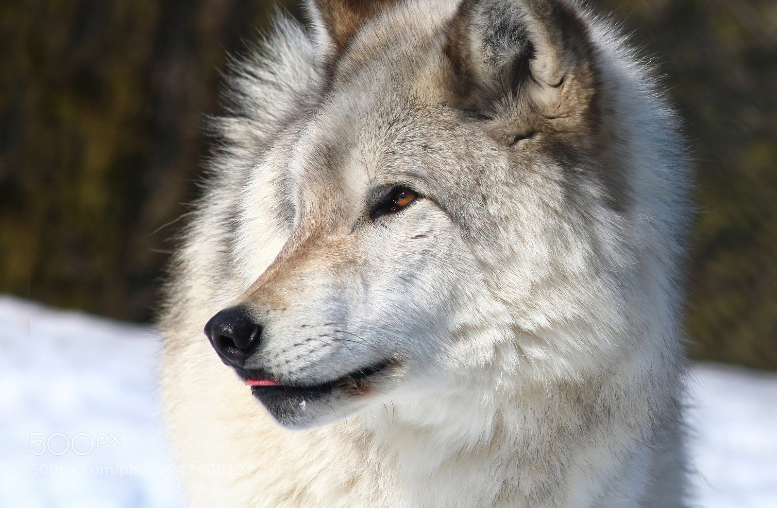 Canon EOS 760D (EOS Rebel T6s / EOS 8000D) sample photo. Wolf photography