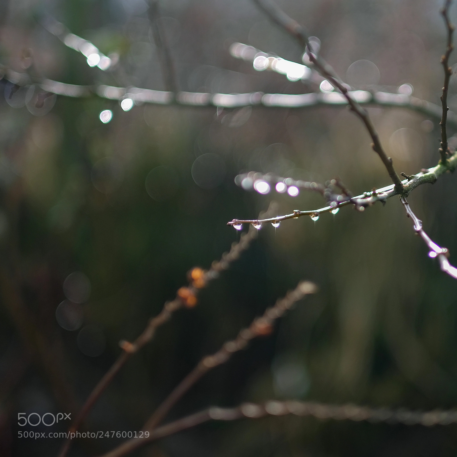 Fujifilm X-T2 sample photo. The garden,winter photography