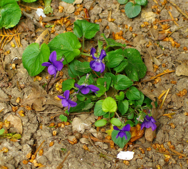 HP PHOTOSMART R927  (V01.00) sample photo. Wild violets photography