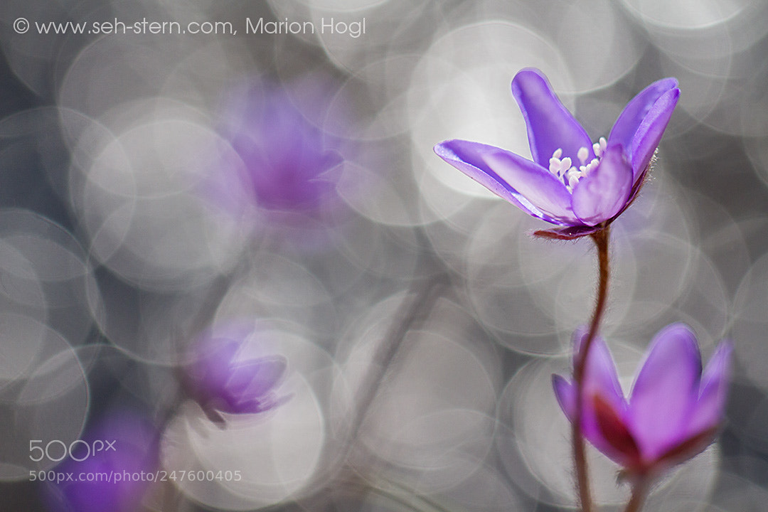 Canon EOS 7D sample photo. Lightreflections photography