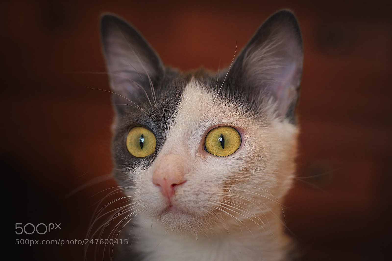 Nikon D800E sample photo. Wonderment. my kitten photography