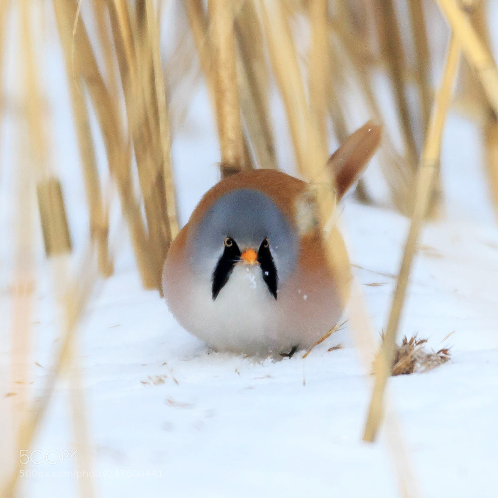 Canon EOS-1D X sample photo. Bearded reedling on snow photography