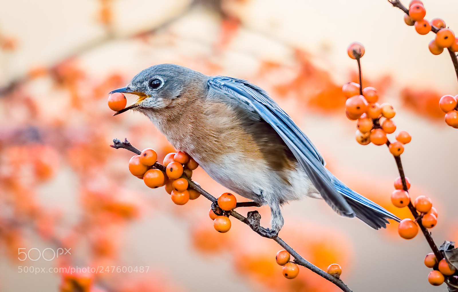 Nikon D500 sample photo. Handicapped blue bird photography