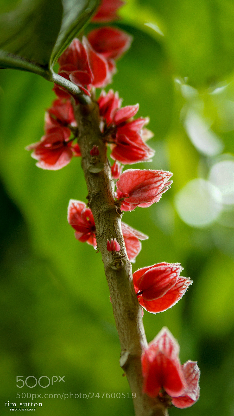 Sony SLT-A55 (SLT-A55V) sample photo. Backlit blossoms photography