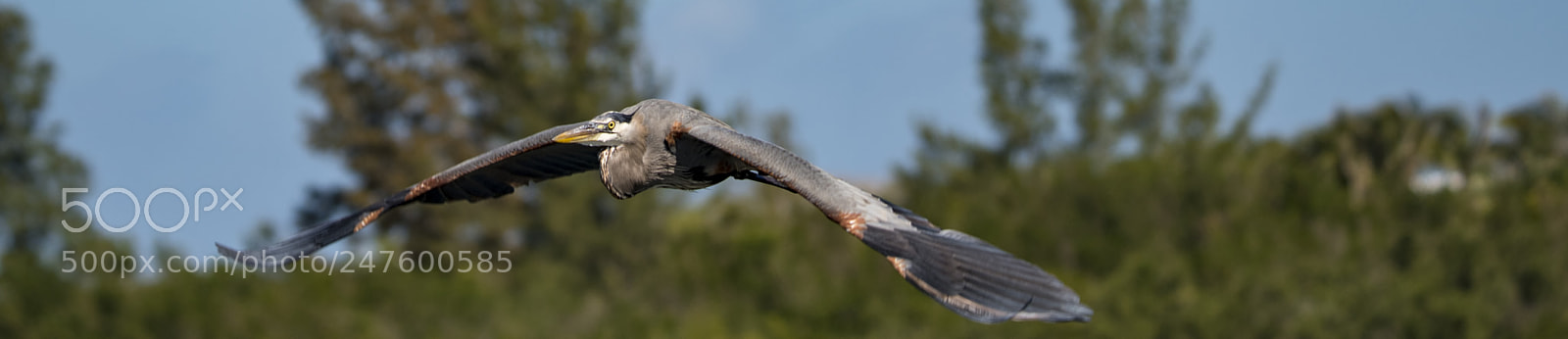 Nikon D500 sample photo. Glide photography
