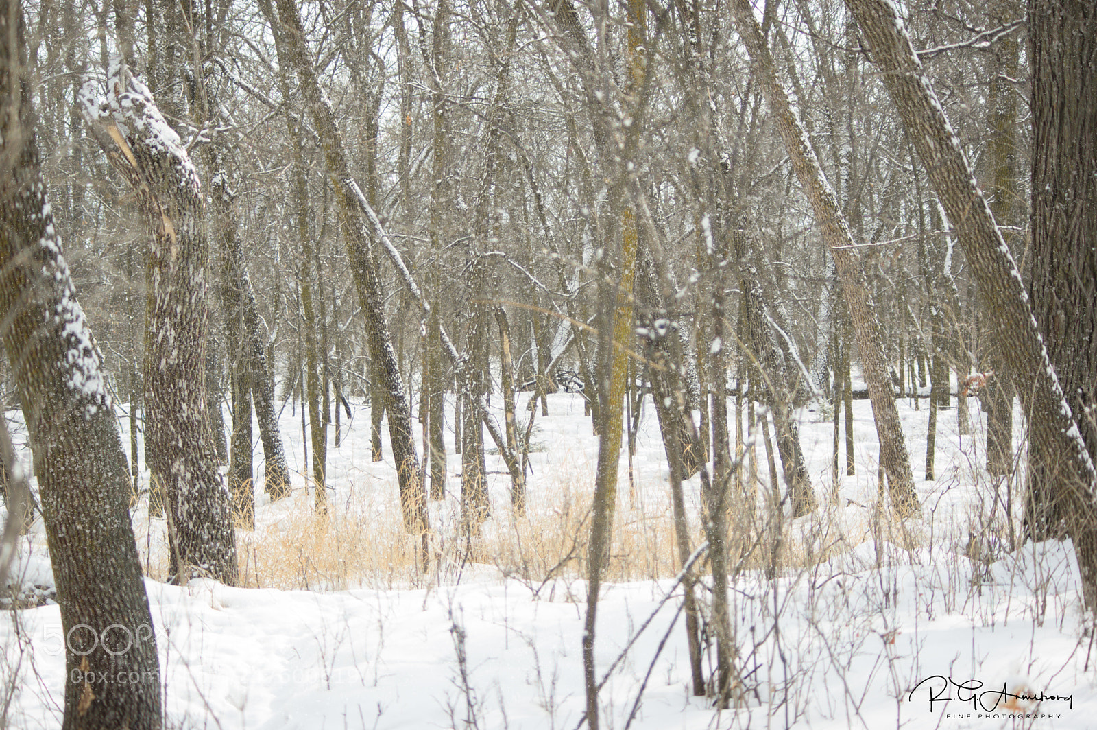 Pentax K-3 II sample photo. Snowfall in the woods photography