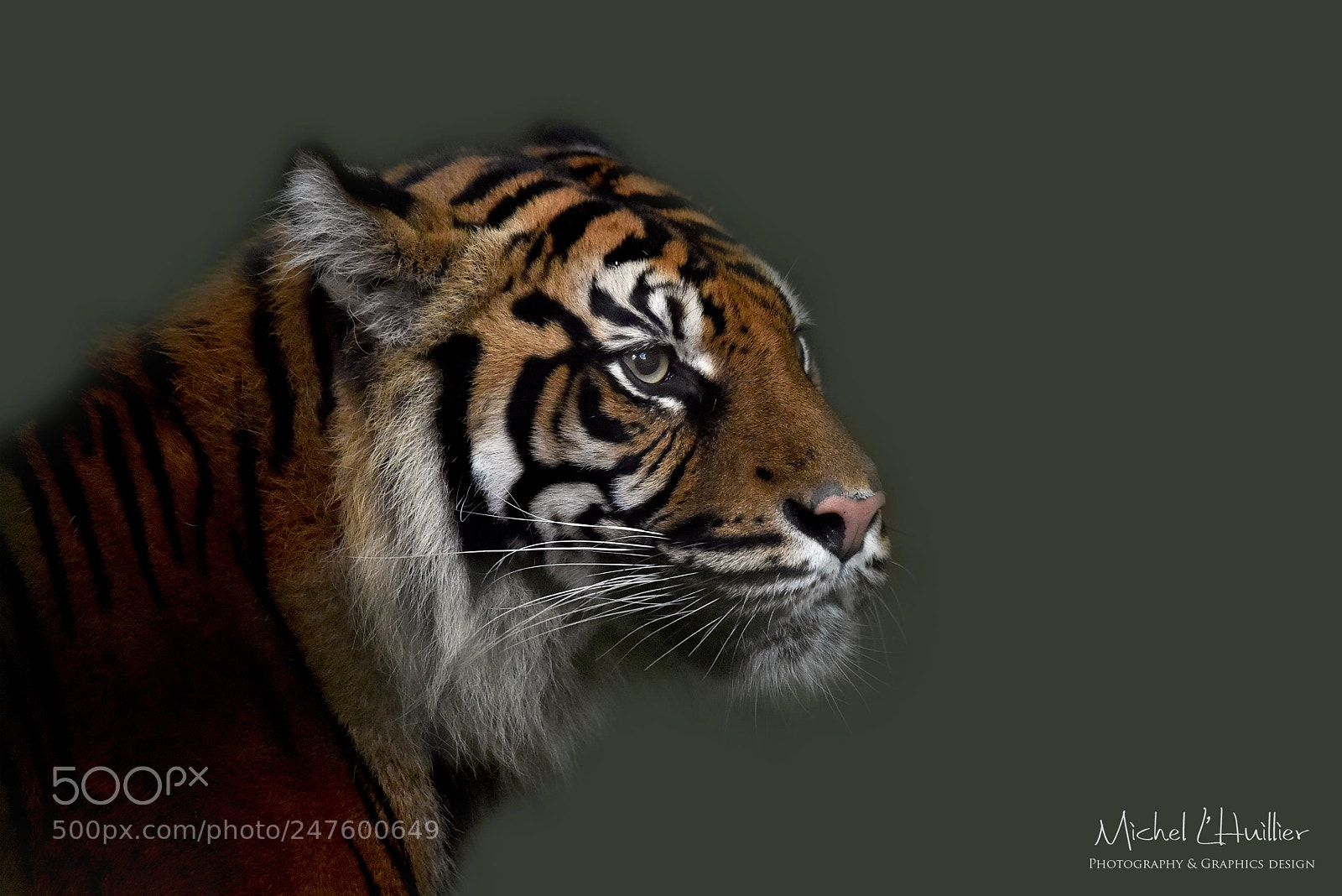 Nikon D810 sample photo. Tiger photography
