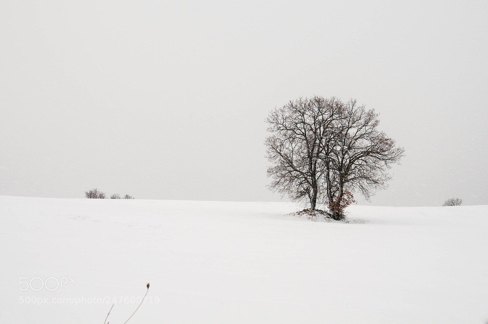 Nikon D300S sample photo. Snowing photography