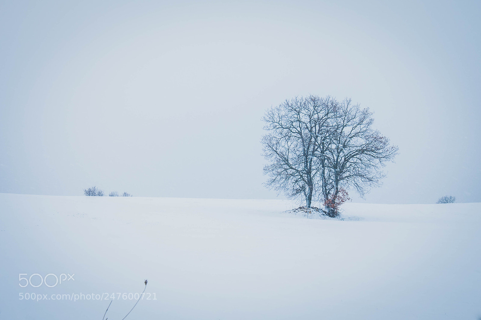 Nikon D300S sample photo. Snowy day photography