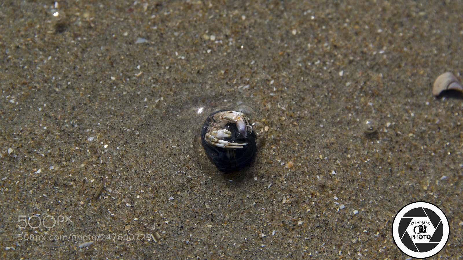 Nikon D3100 sample photo. Crab photography