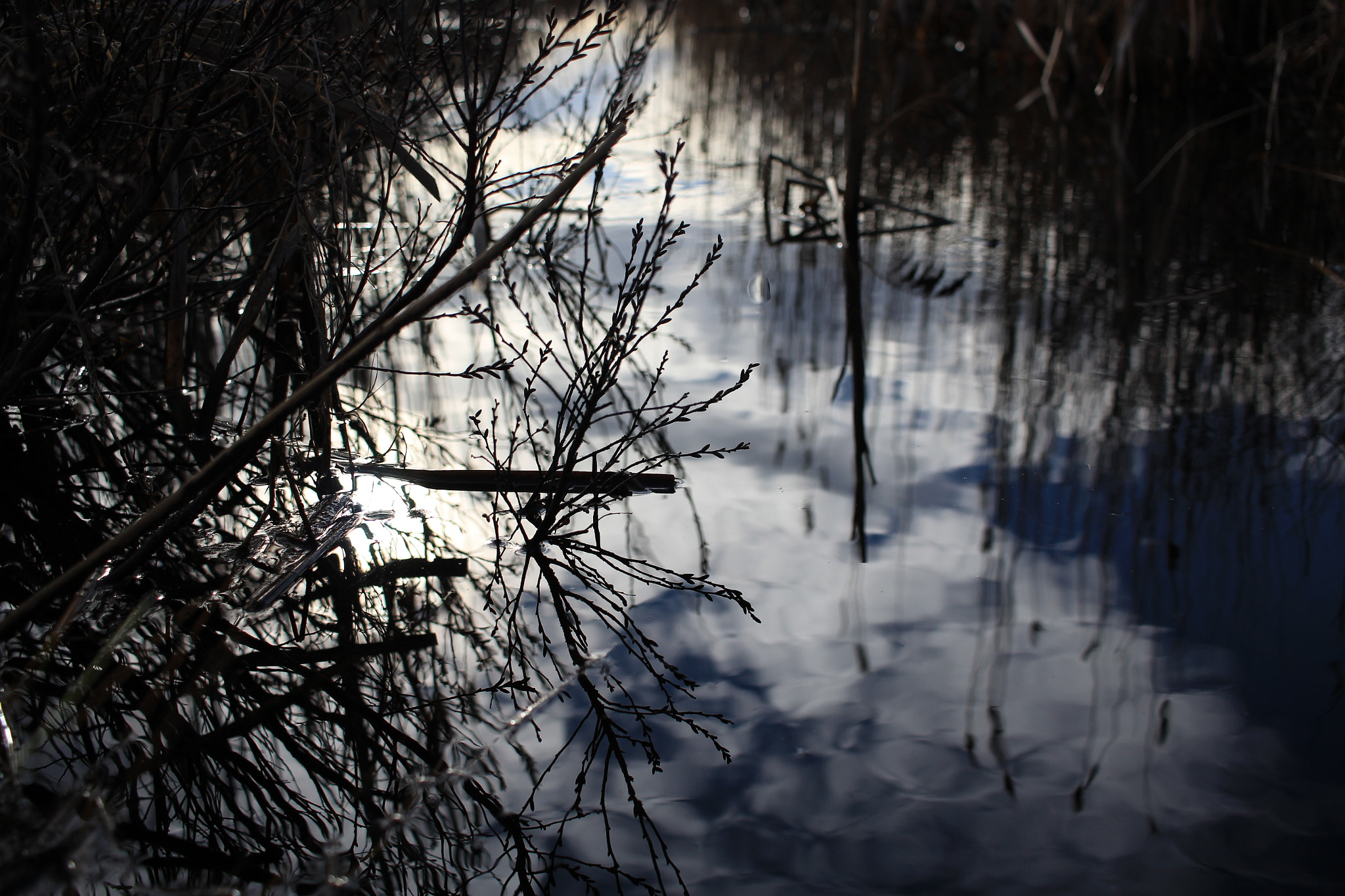 Canon EF-S 24mm F2.8 STM sample photo. Under the water photography