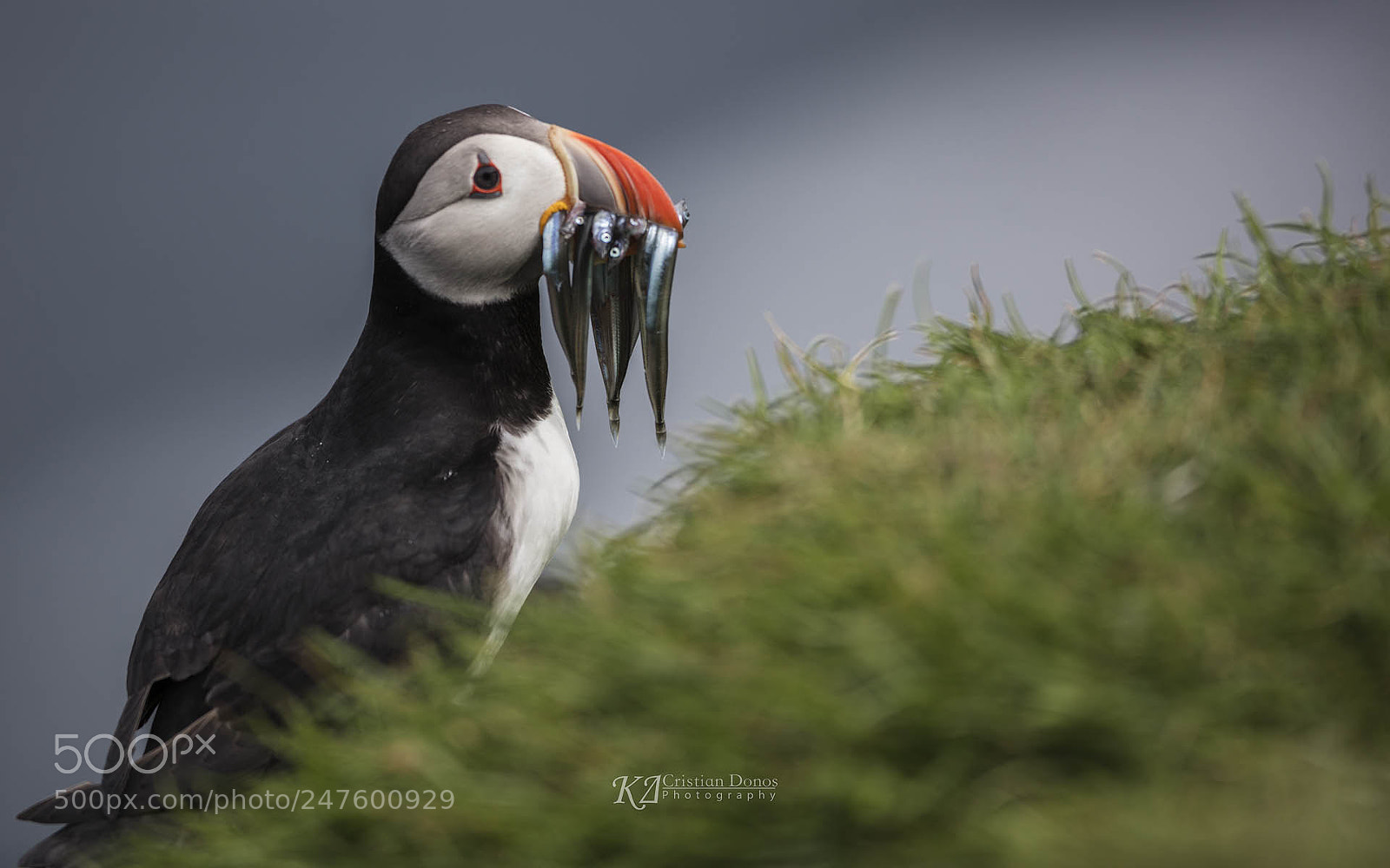 Canon EOS 5DS R sample photo. Puffin photography