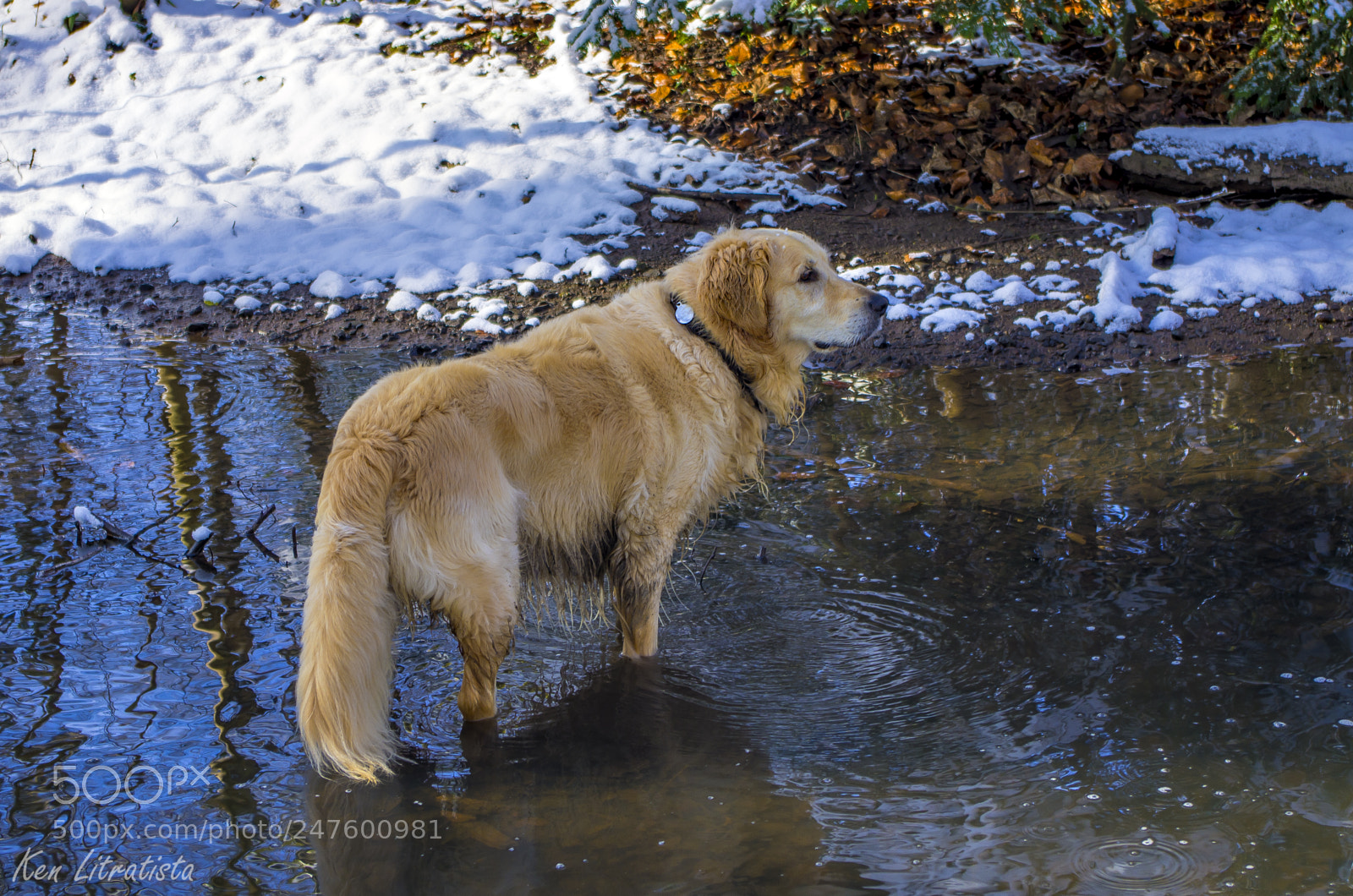 Pentax K-5 sample photo. Golden retriever photography