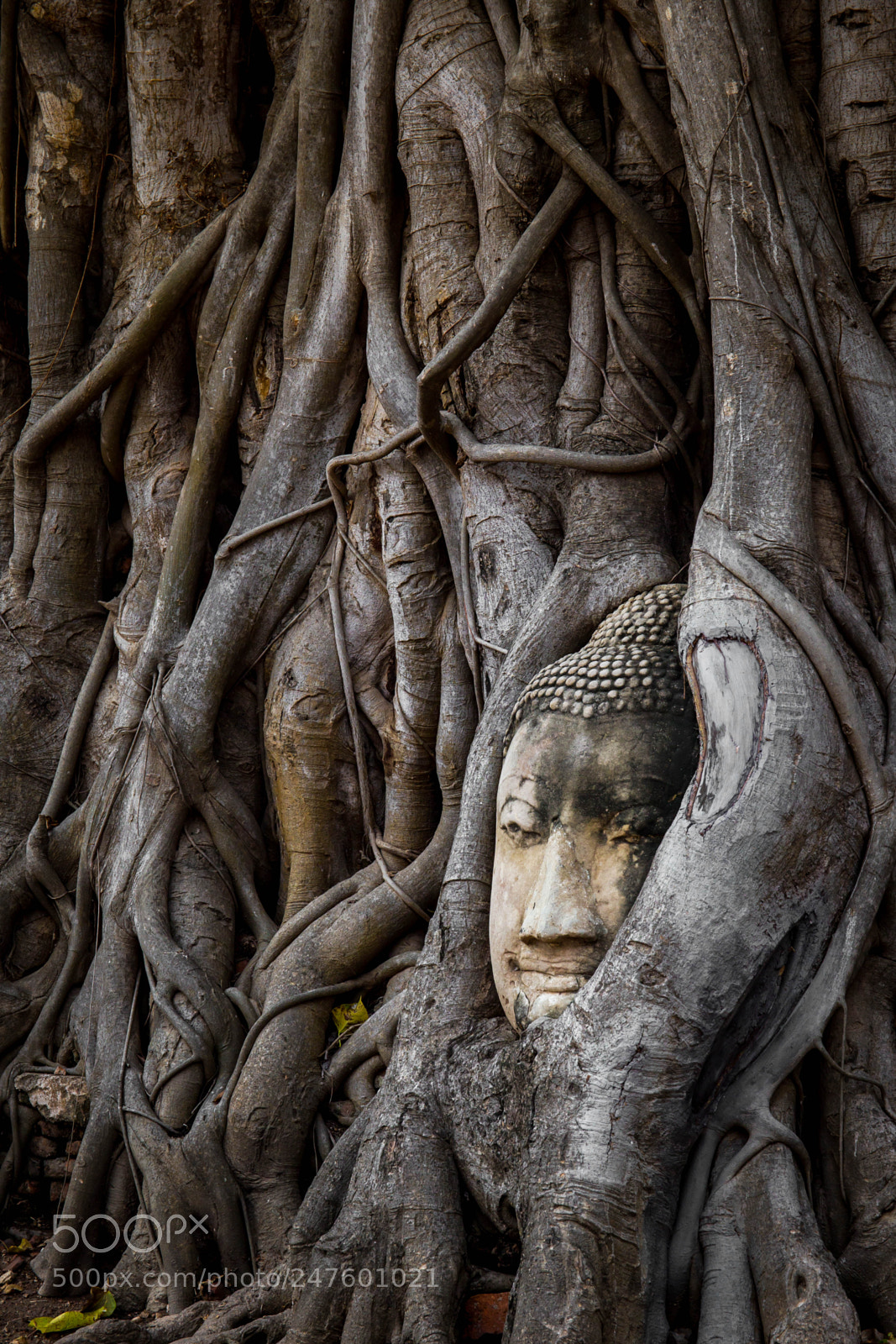 Canon EOS-1D Mark IV sample photo. Buddha photography