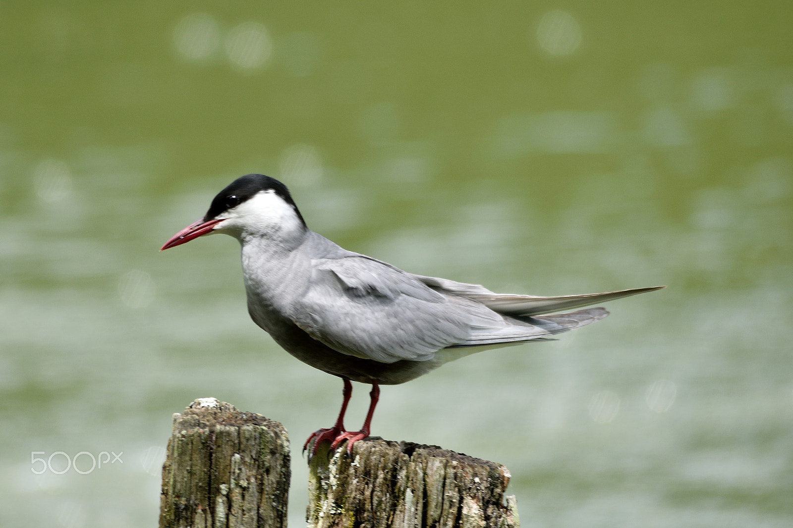 Sigma 150-500mm F5-6.3 DG OS HSM sample photo. Whiskered tern photography