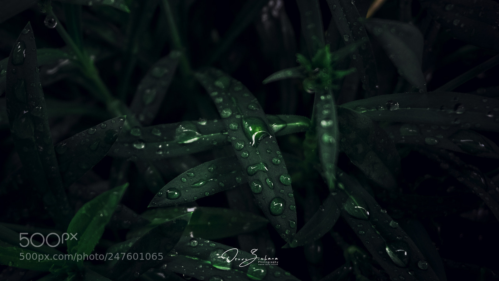 Sony a6500 sample photo. Leaf photography