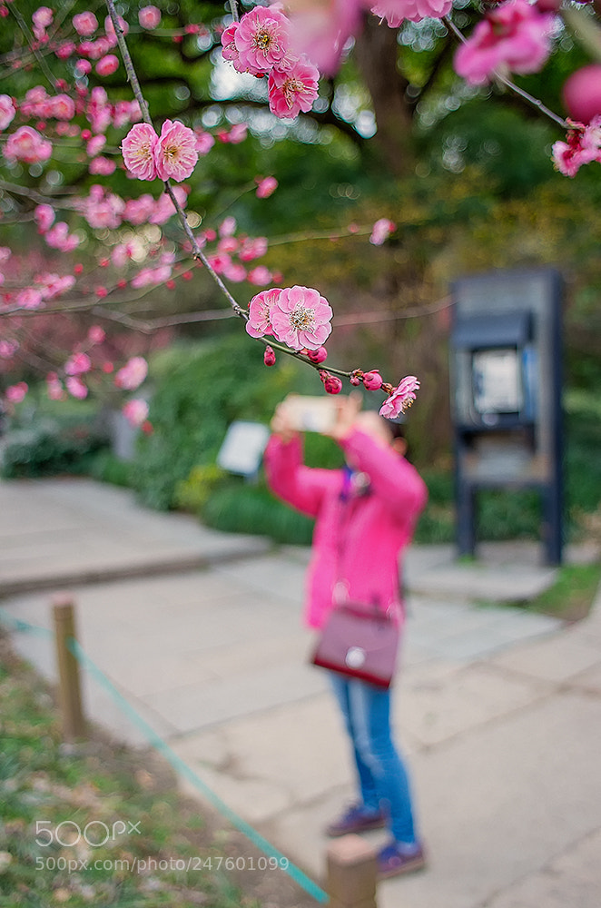 Pentax K-5 IIs sample photo. 摄梅人20180227 photography