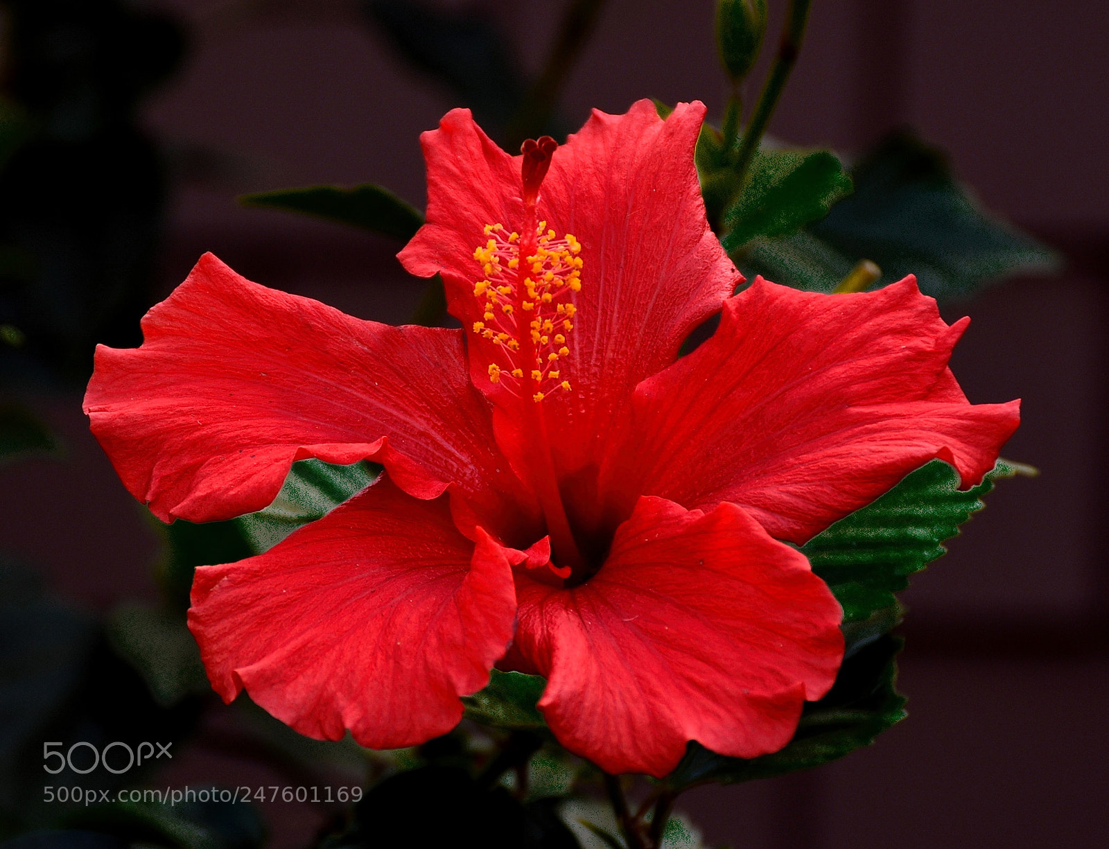 Nikon D7200 sample photo. Red hibiscus flower photography