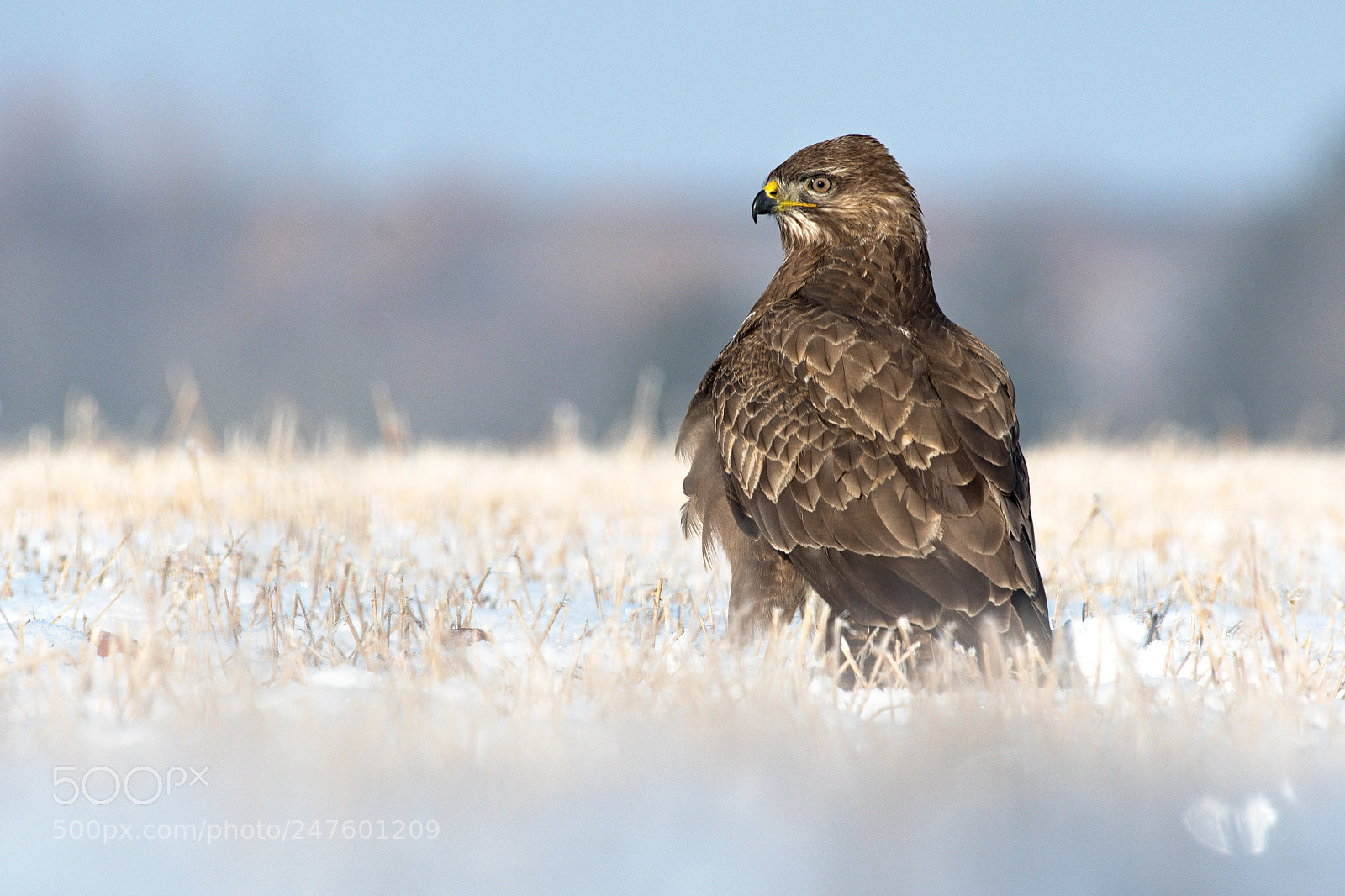 Nikon D500 sample photo. Buzzard photography
