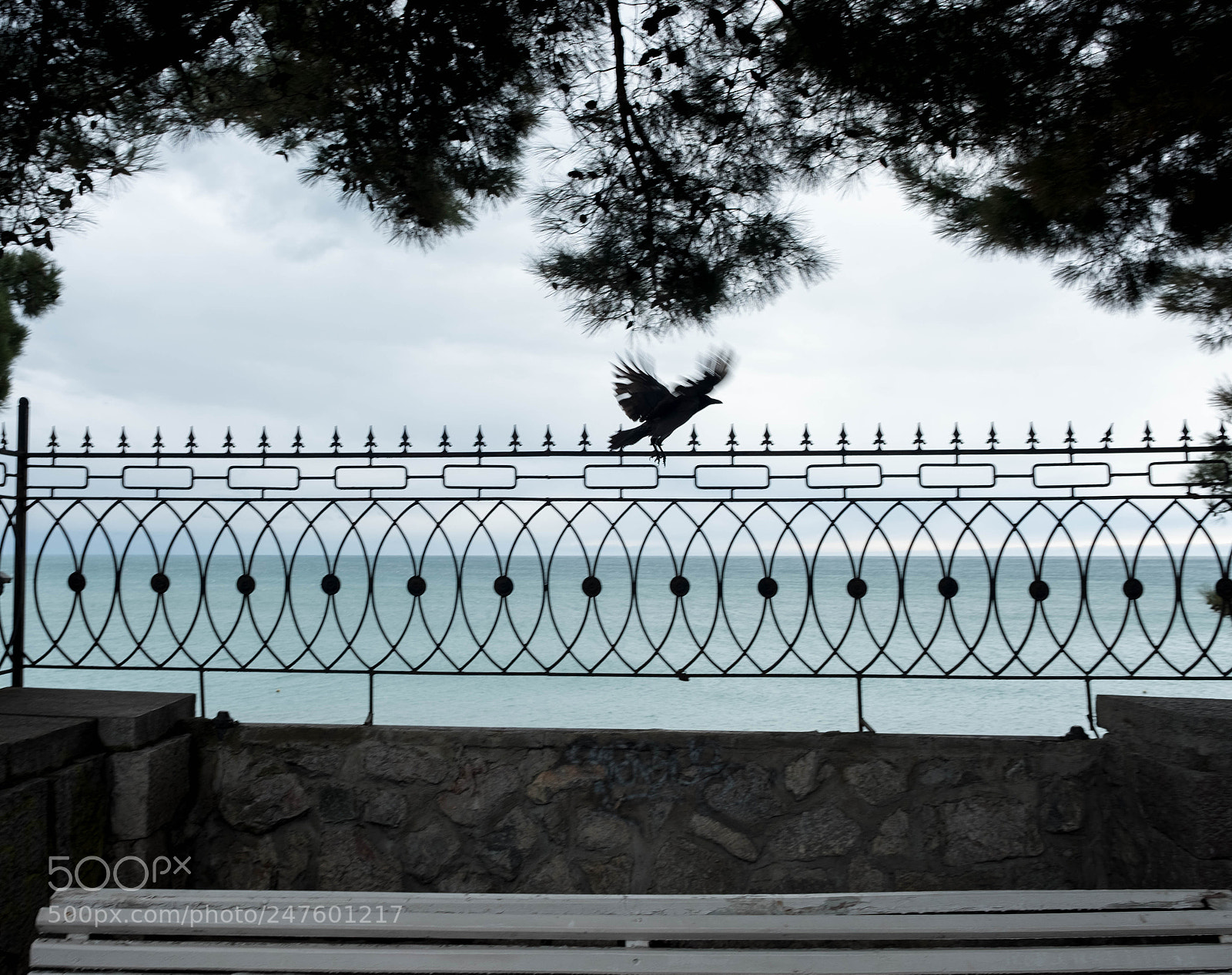 Fujifilm X-T2 sample photo. Ворона на фоне моря photography
