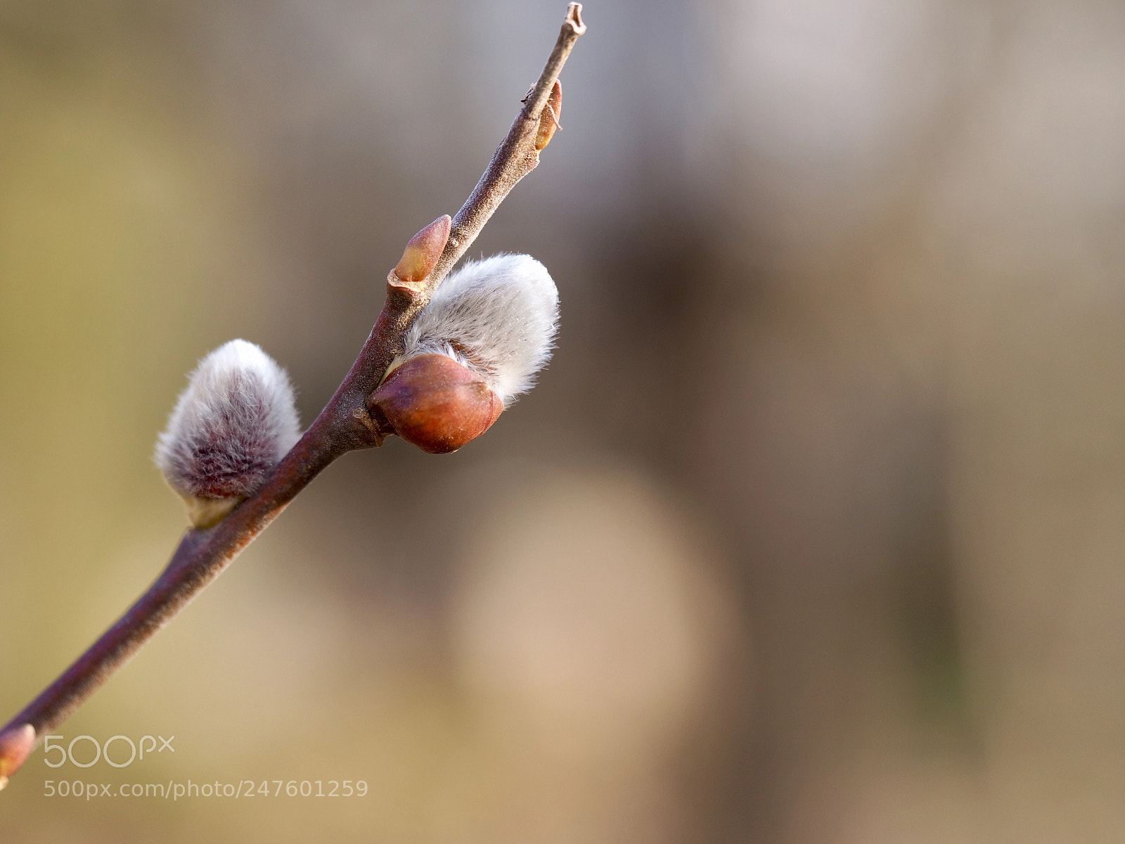 Olympus OM-D E-M10 II sample photo. Salix cinerea photography