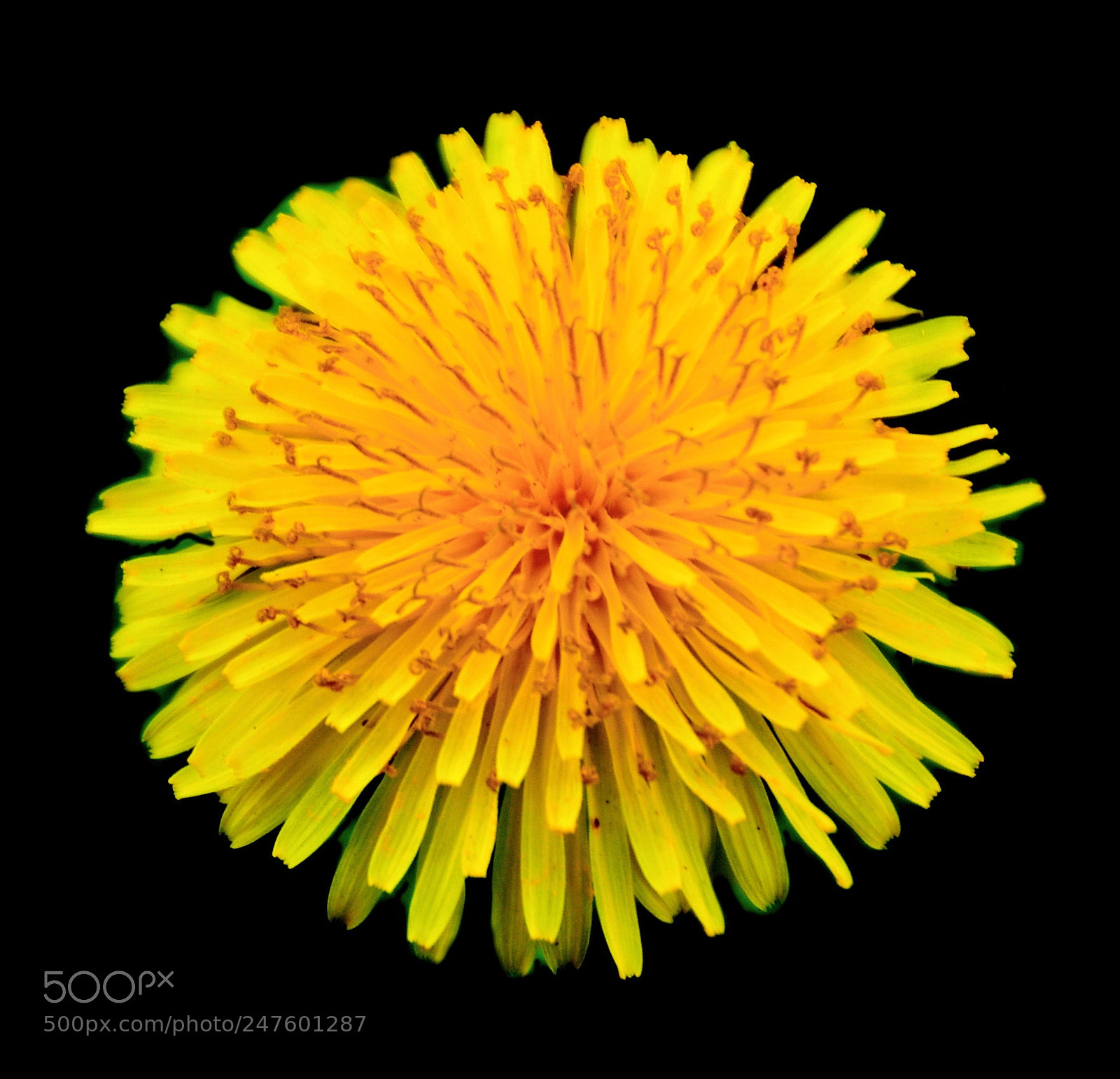 Nikon D7200 sample photo. Gold daisy photography