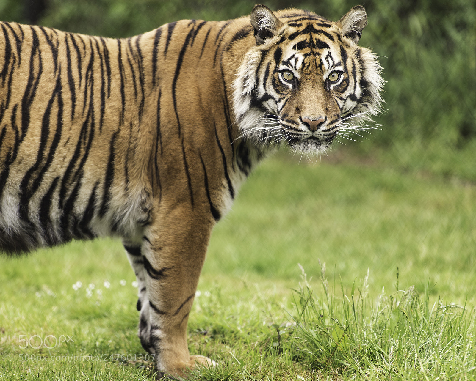 Nikon D810 sample photo. Tiger series photography
