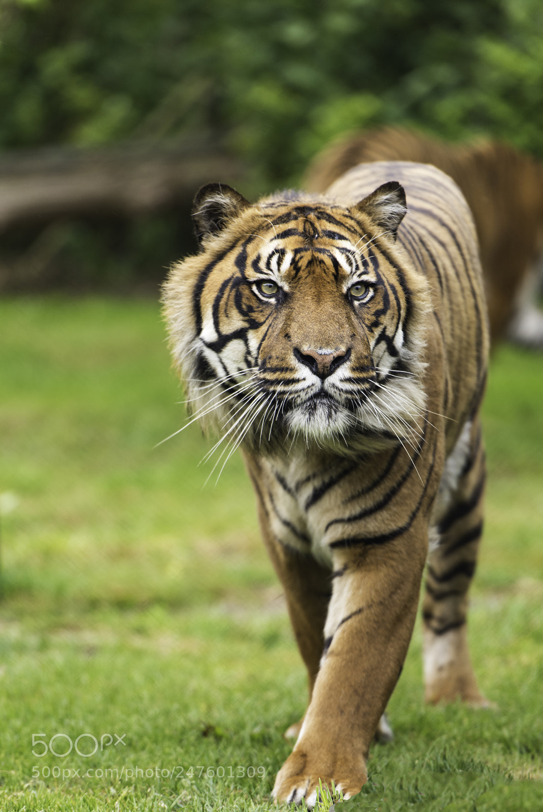 Nikon D810 sample photo. Tiger series photography